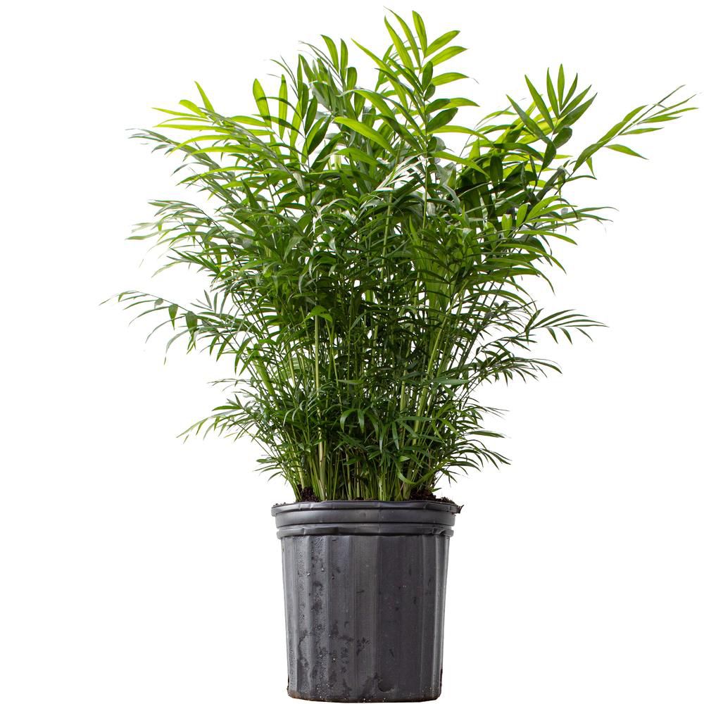 植物棕榈在种植者的锅里。