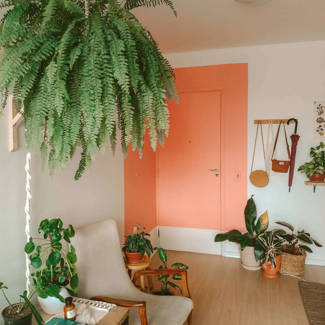 波士顿蕨挂在白色和橙色的客厅与其他盆栽植物和椅子