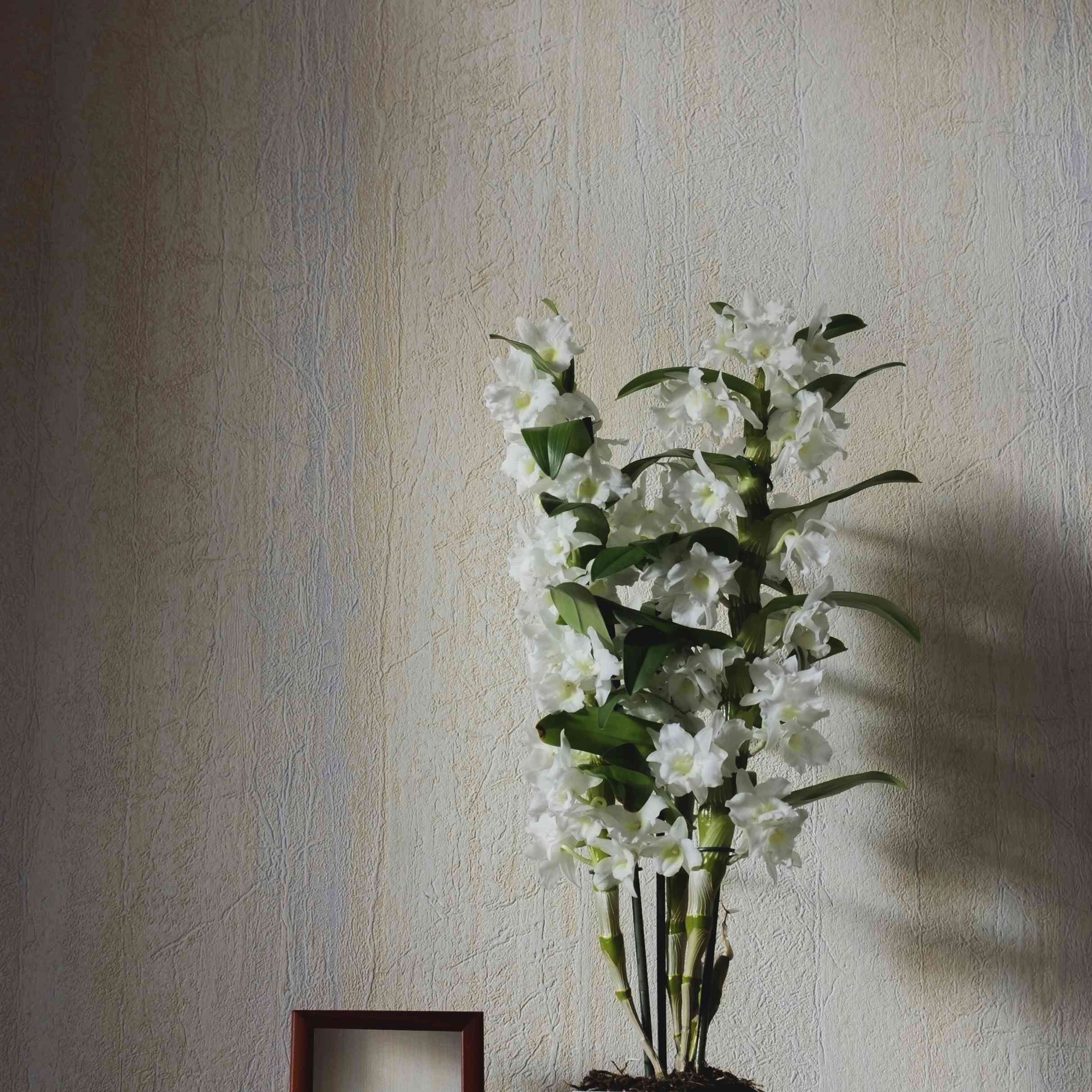 石斛兰花与米色墙前面白花画框