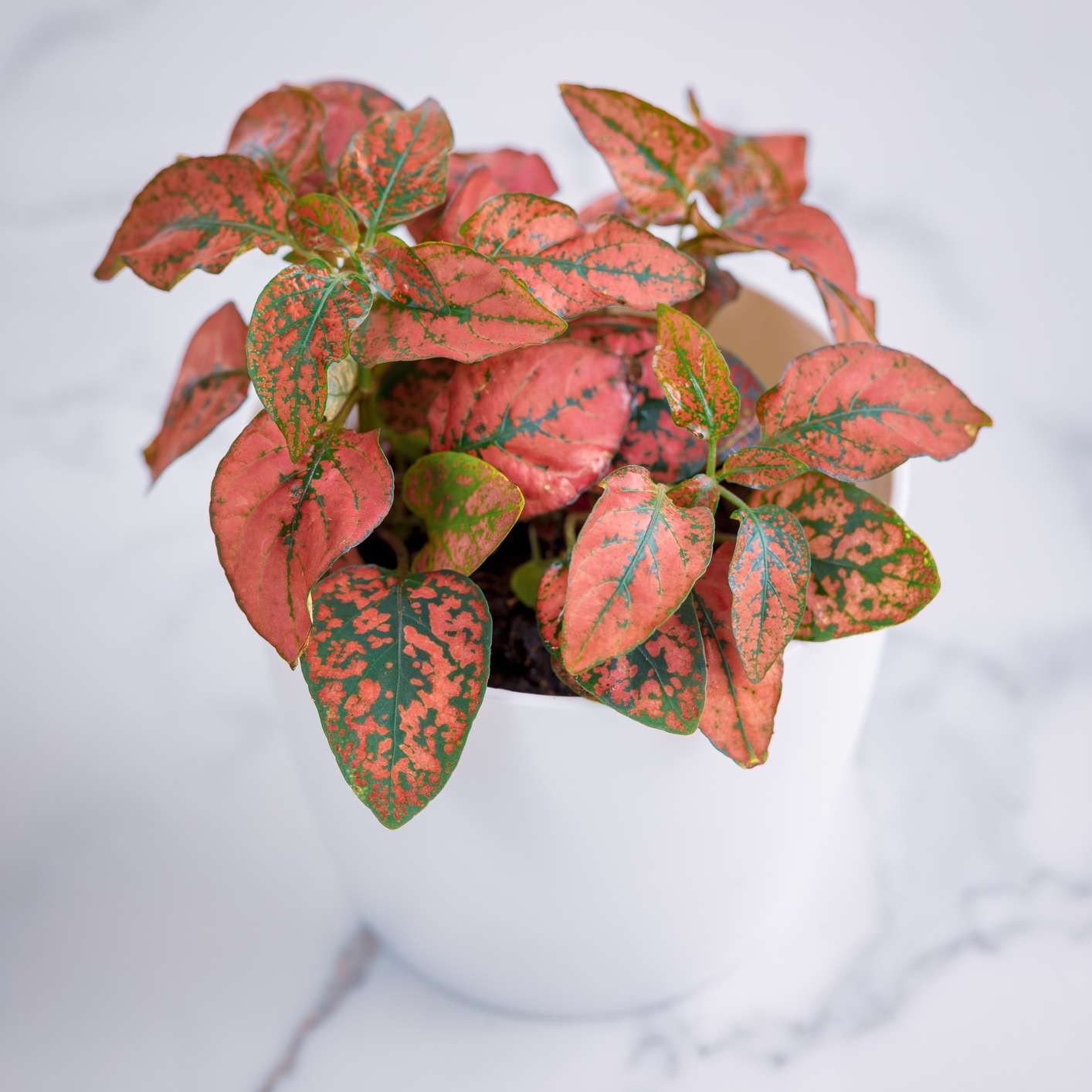 粉红色和绿色波尔卡点植物在白色的壶大理石背景