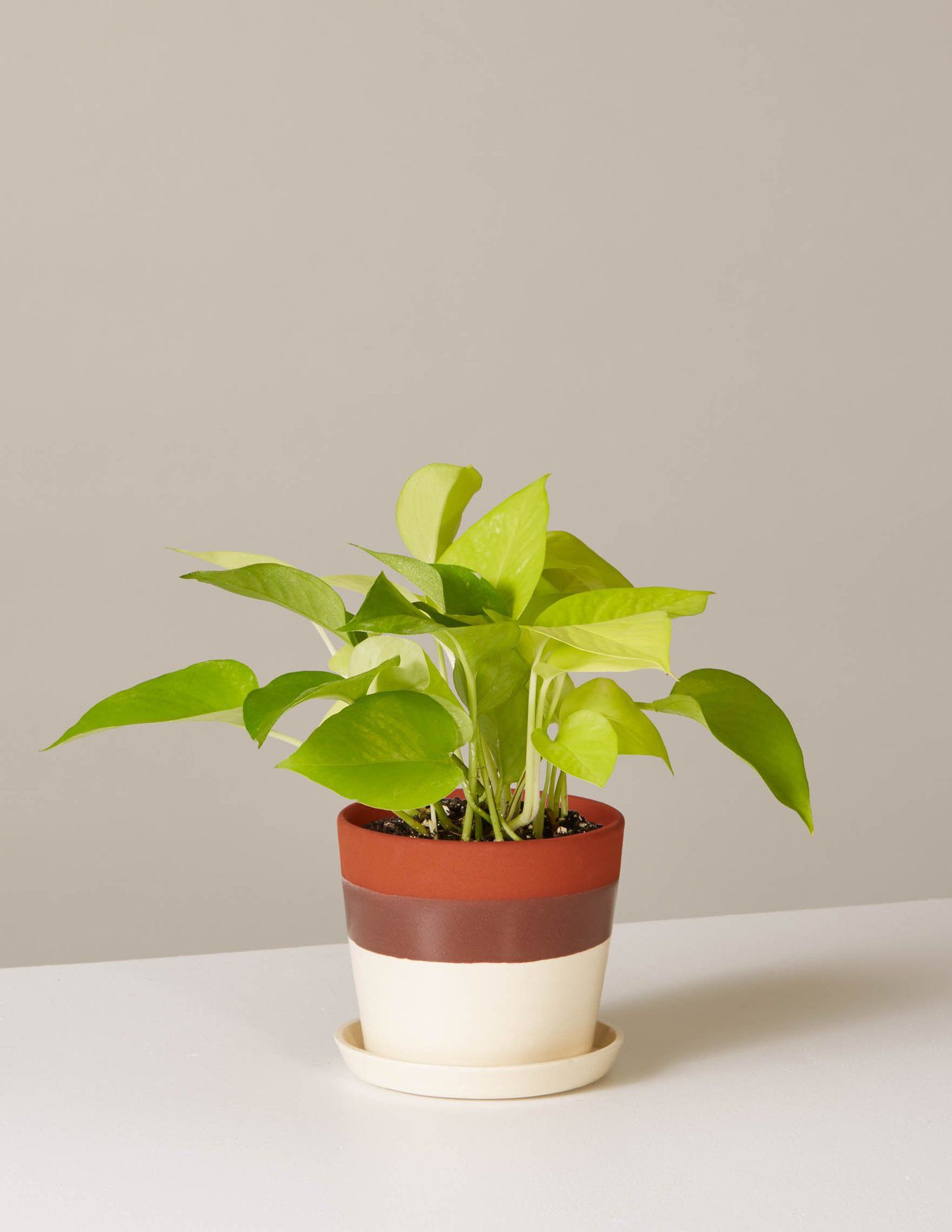 在红色，褐色，和奶油陶罐霓虹灯厂柑子