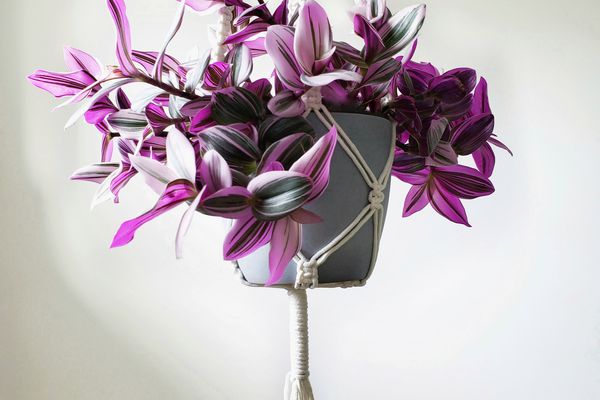 与桃红色，绿色和白色叶子的Tradescantia nanouk在白色宏罐挂衣架反对白色背景