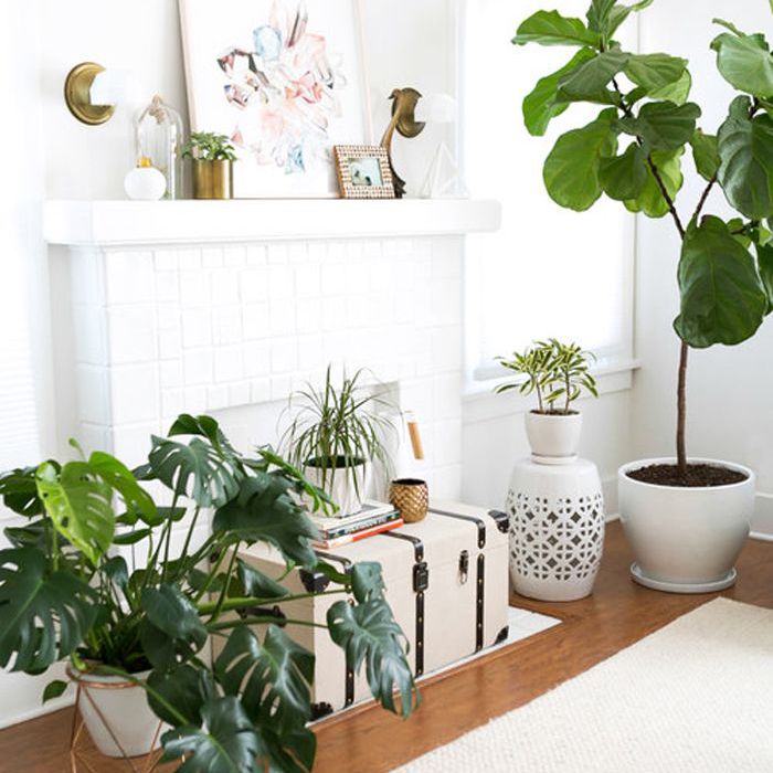 最佳室内树木“class=