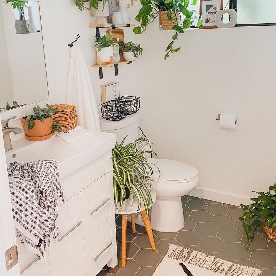 廉价植物蜘蛛植物